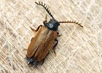 alternativní popis obrázku chybí