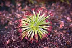 Drosera broomensis