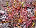 Drosera intermedia