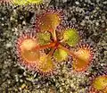Rosnatka Drosera rupicola