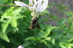 Drvodělka (Xylocopa)