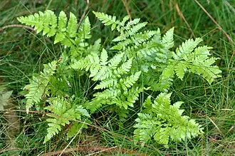 alternativní popis obrázku chybí