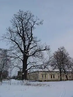 Holý strom v zasněžené vesnici, s dobře patrnou stavbou koruny