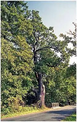 Dub u silnice z Přelouče do Klenovky