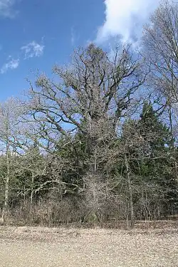 Dub na kraji lesa severně od Kunčic