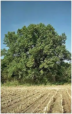 Památný dub u cesty z Přelouče do Semína