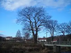 Dub Františka Josefa I. (2009)