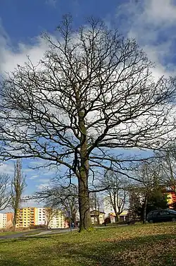 Dub Jana Ámose Komenského