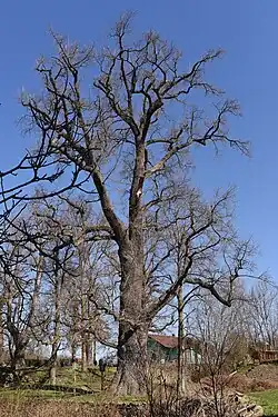 Památný Tyršův dub