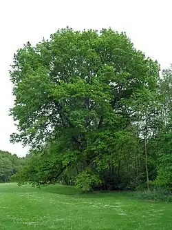 Dub letní u golfu, celkový pohled od SZ