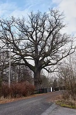 Památný strom Dub letní v Chlumečku