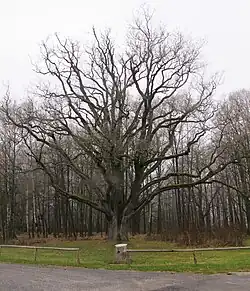 Lázeňský dub (listopad 2011)