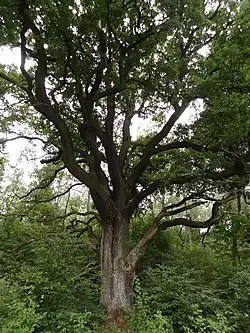 Památný dub letní v nivě Křížového potoka u Bílého Kostela nad Nisou