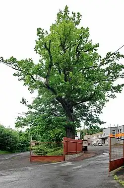 Památný strom Dub u Hamrnického zámečku