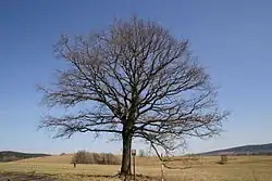 Dub u Kocourovy cesty