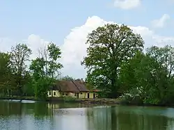 Památný dub na břehu Starohaklovského rybníka