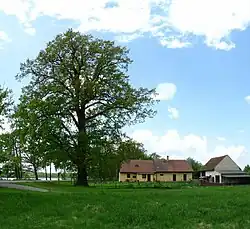 Pohled na dub z roku 2013