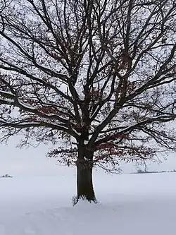 památný dub letní