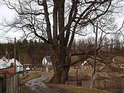 Spodní část kmene