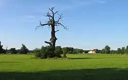 Dub u zámečku Lány