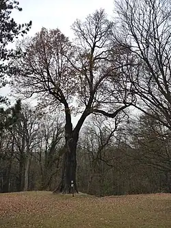 Dub v zámeckém parku