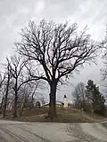 Dub a zámek Chotěbuz (únor 2024)