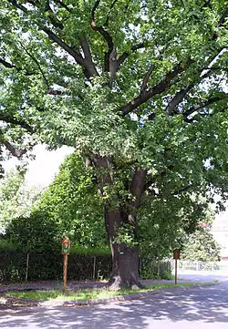 Dub letní v Klatovech