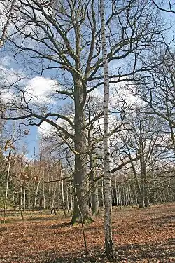 Památné duby u rybníka Žid