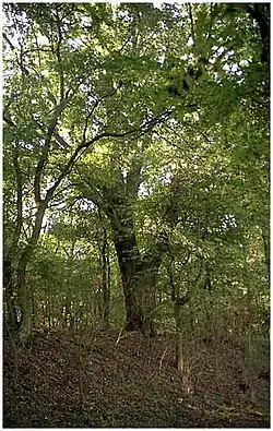 Památné duby u Stýskalu