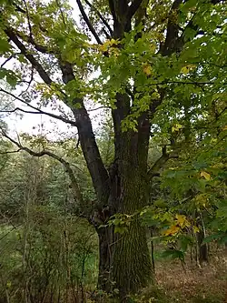 Duby na staré hrázi