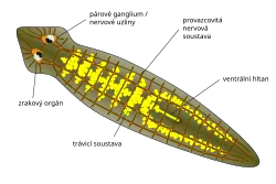Schematická anatomie trojvětevné ploštěnky, patrná jsou mj. provazcovitá NS a nervové uzliny, tři větve střeva a vychlípitelný hltan, inverzní očka