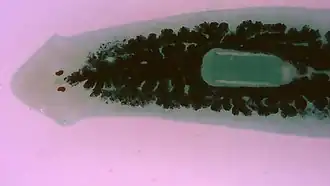 Záběr na ploštěnku rodu Dugesia s průhledným vzezřením těla. Lze pozorovat inverzní očka, smyslové laloky na hlavové části, systém střev i výrazný hltan