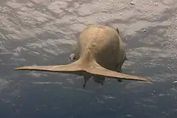 Dugong a jeho vidlicová ploutev