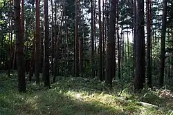 Duna je z valné části zalesněna