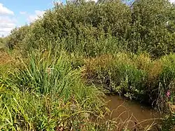 Bažinatý břeh jezera