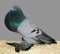 Staroholandský voláč modrý pruhový