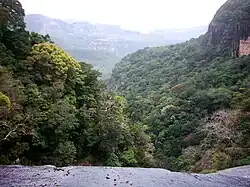 Deštný prales v pohoří