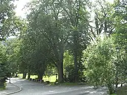 Lípy u Hubertusu (celá alej)