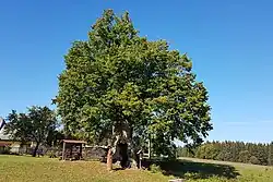 Lípa velkolistá - Chobotský dvůr (Kuklík)