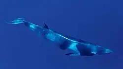 alternativní popis obrázku chybí