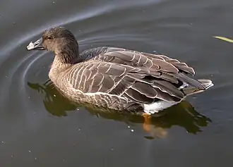 alternativní popis obrázku chybí