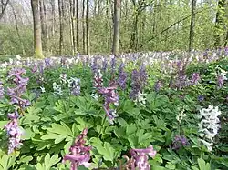 Dymnivky v Oboře v Uhříněvsi