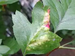 alternativní popis obrázku chybí