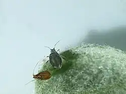 alternativní popis obrázku chybí