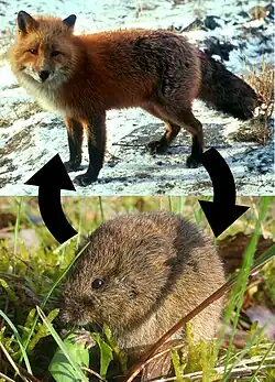 liška, dvě šipky, hlodavec