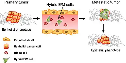 Nádorové buňky (v epitelovém fenotypu) mohou projít EMT, získat částečné mezenchymální vlastnosti a odpojit se od primárního nádoru. Díky vysoké pohyblivosti a schopnosti pronikat do tkání mohou putovat krví na jiné místo v těle. Zde se následně usadí a pomocí MET se vrátí do epitelového stavu a vytvoří sekundární nádor.