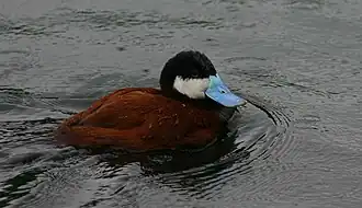 alternativní popis obrázku chybí