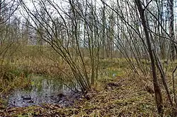 malé jezírko v listopadu 2014