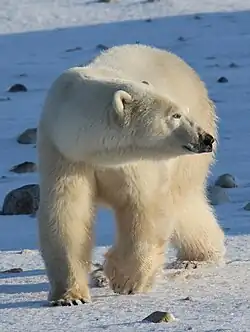 Ilustrační fotografie zachycující uprostřed medvěda ledního na zasněženém povrchu. Medvěd kouká vlevo.