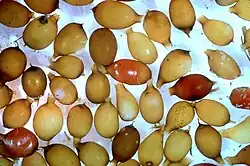 Žlutavé kokony žížal